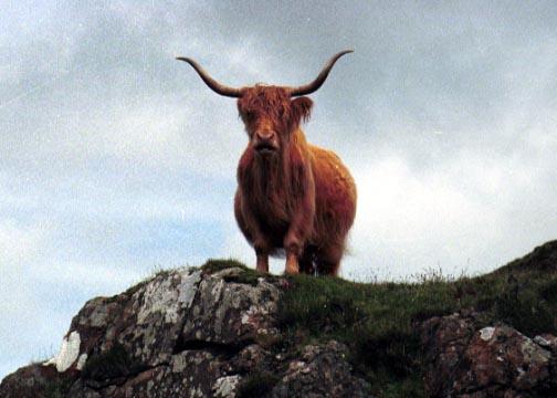 Highland cow near Dervaig
