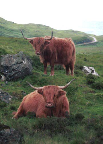 Highland cattle near Dervaig