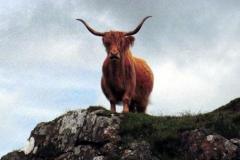 Highland cow near Dervaig