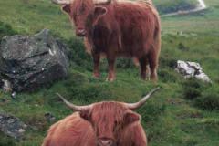 Highland cattle near Dervaig